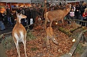 Pferd u Jagd   019